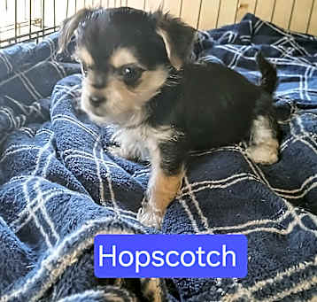 Photo of Hopscotch