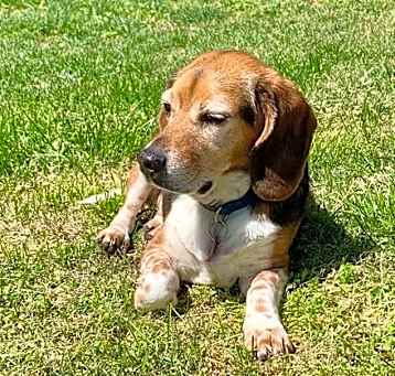 Photo of Scout