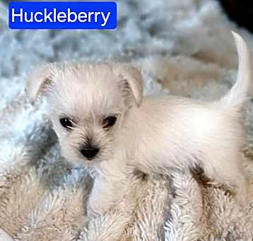 Photo of Huckleberry