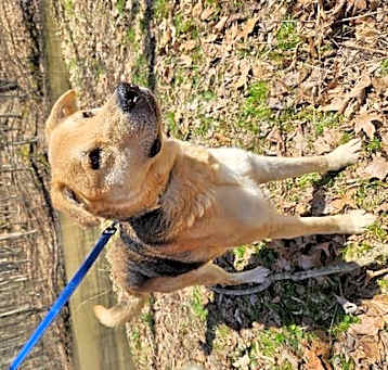 Photo of Chip