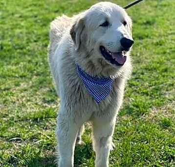 Photo of Gibbs