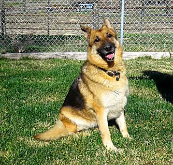 Photo of KAMI ***Adoption Pending!***