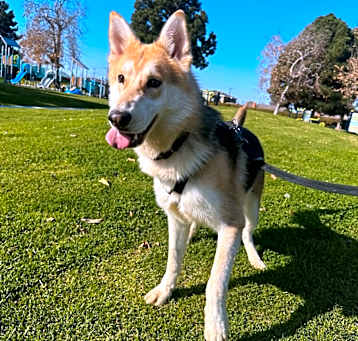 Photo of Bailey