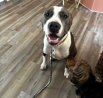 Photo of Rocco