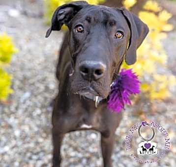 Photo of Ruby