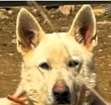 Photo of Merlin