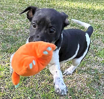 Photo of Gator