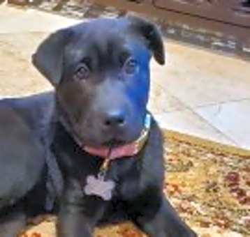 Photo of Onyx Girl
