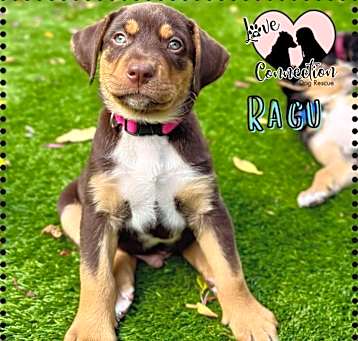 Photo of Ragu