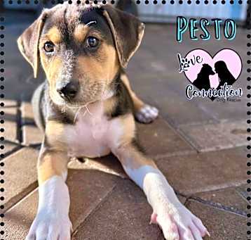 Photo of Pesto