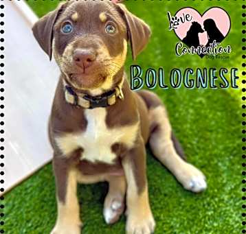 Photo of Bolognese