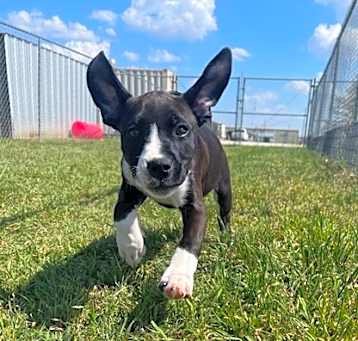 Photo of Clover