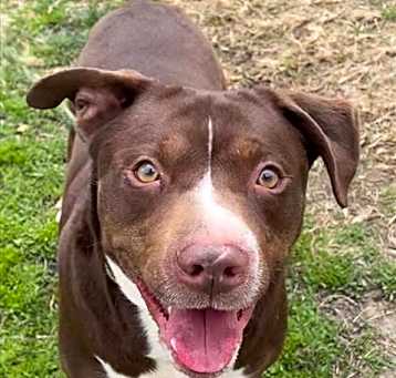 Photo of BUTCH