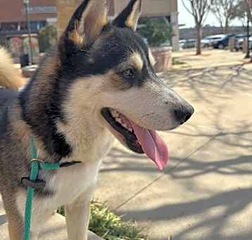 Photo of Enzo *Foster Needed*