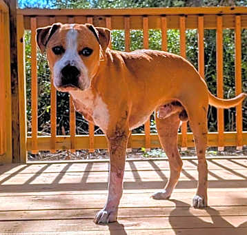 Photo of Lucky Cyber Dog 25-03-022