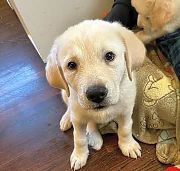 Photo of Clover