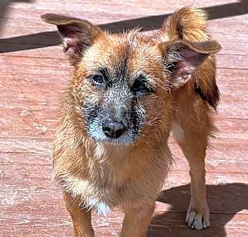Photo of Scruffy