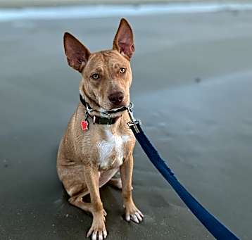 Photo of Queso