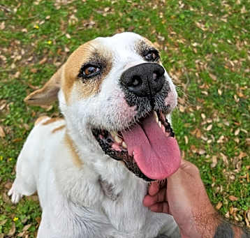 Photo of Dodger