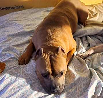 Photo of Brutus