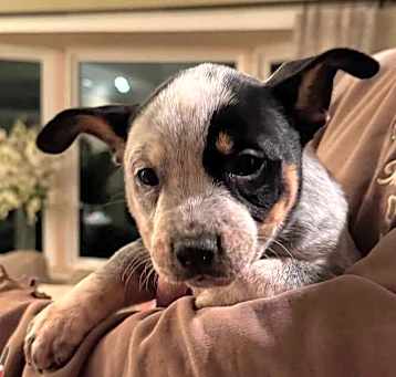 Photo of Pepper