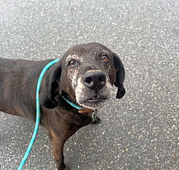 Photo of Angus