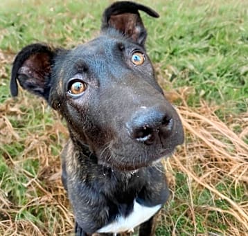 Photo of Dexter Doo 