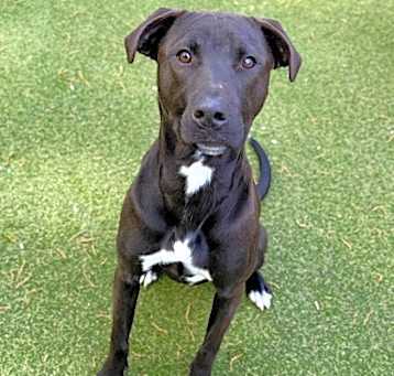 Photo of Shadow