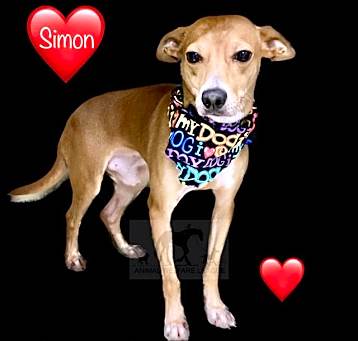 Photo of SIMON