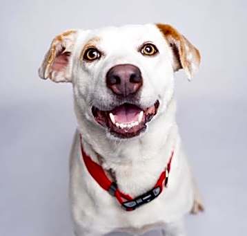 Photo of Pearl