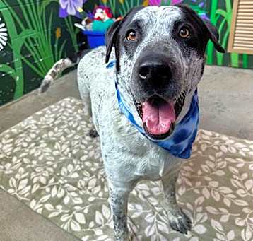 Photo of ROCKY