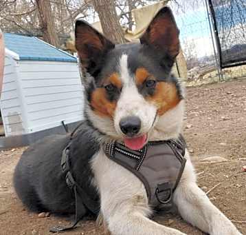 Photo of Gypsy