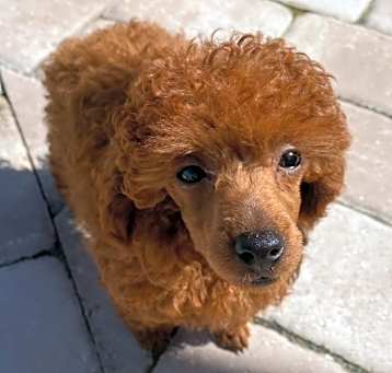 Photo of Darcy
