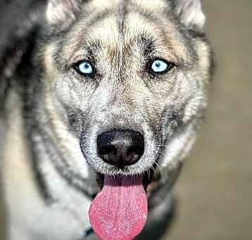 Photo of Revy