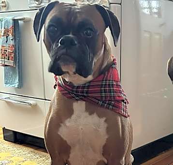 Photo of Huckleberry