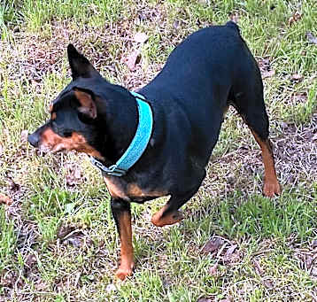 Photo of Pebbles
