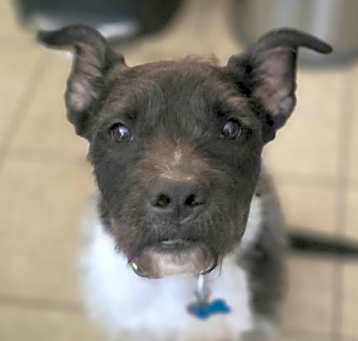 Photo of Sirius Black