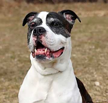 Photo of Buddy