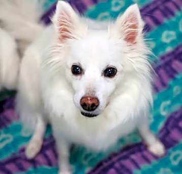 Photo of Nala
