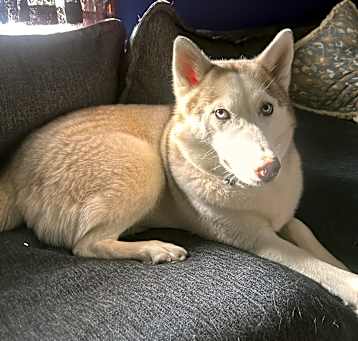 Photo of Skye