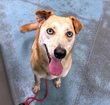 Photo of Cookie (Leesie)