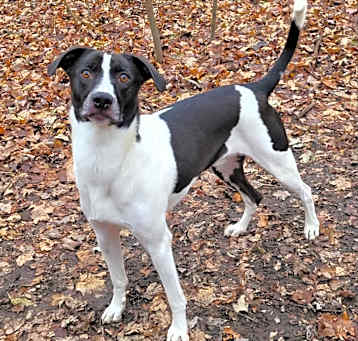 Photo of Buddy