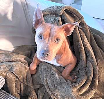 Photo of Plum