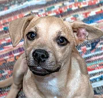 Photo of Marmalade