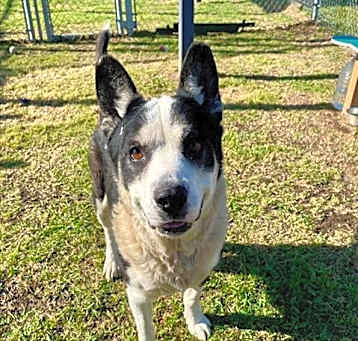Photo of RUFUS