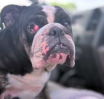 Photo of Tubby