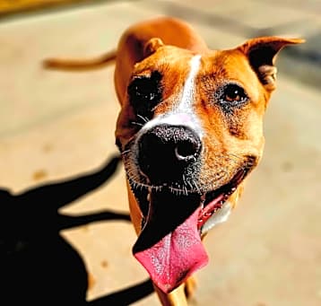 Photo of Buttercup 0830