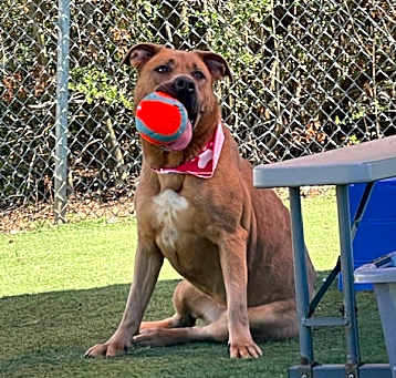 Photo of Nala