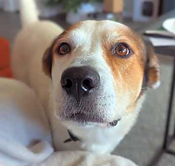 Photo of Rosemary