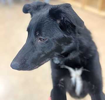 Photo of Sweetie
